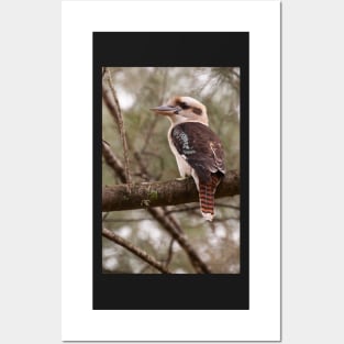 Kookaburra 2 Posters and Art